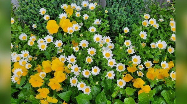 お花36.jpg