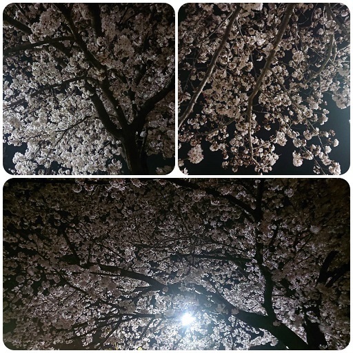 さくら3.jpg